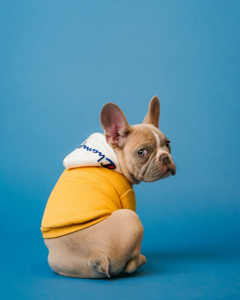 Flying with Pets from Canada: Rules, Costs, and What Airlines Actually Allow
